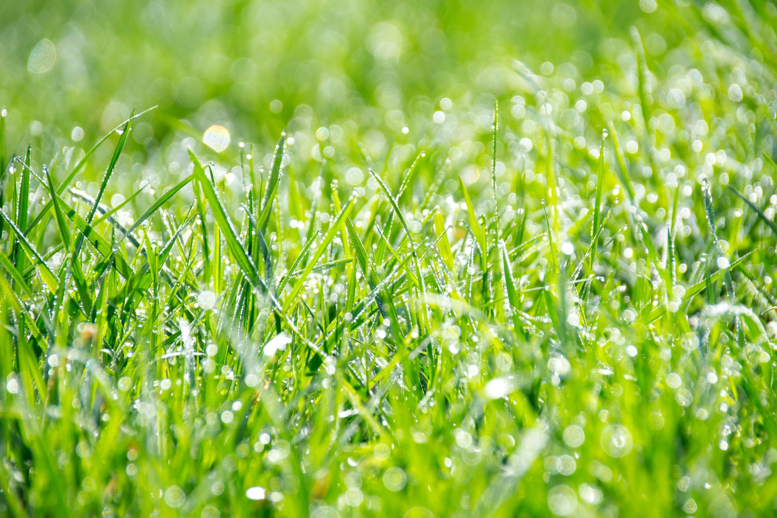 Wet Green Grass during Daytime Close Up Shot Photography