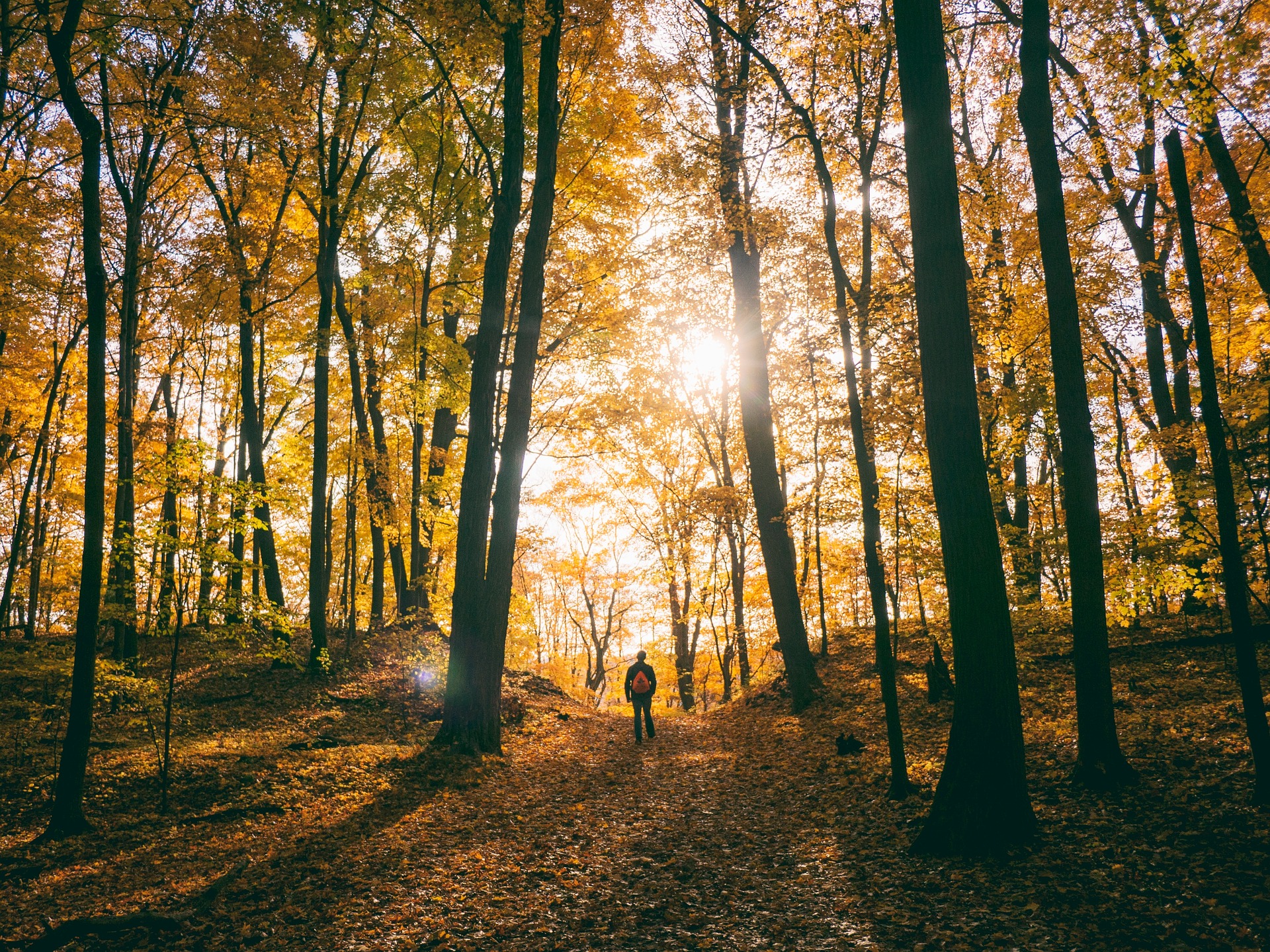 Trees-path-forest-man alone-walking-morning-autumn-sunlight
