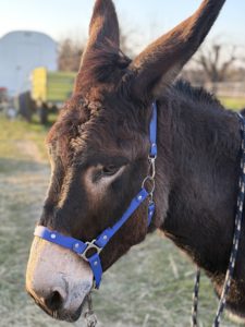 Balthazar, the donkey