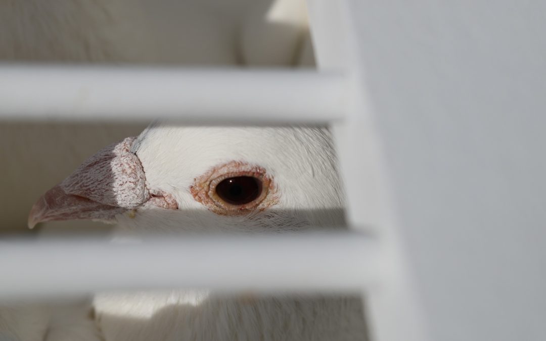 Your weekly poem: CAGED BIRD—or the world of coaching in the advent of AI