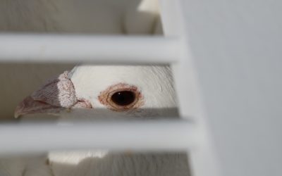 Your weekly poem: CAGED BIRD—or the world of coaching in the advent of AI