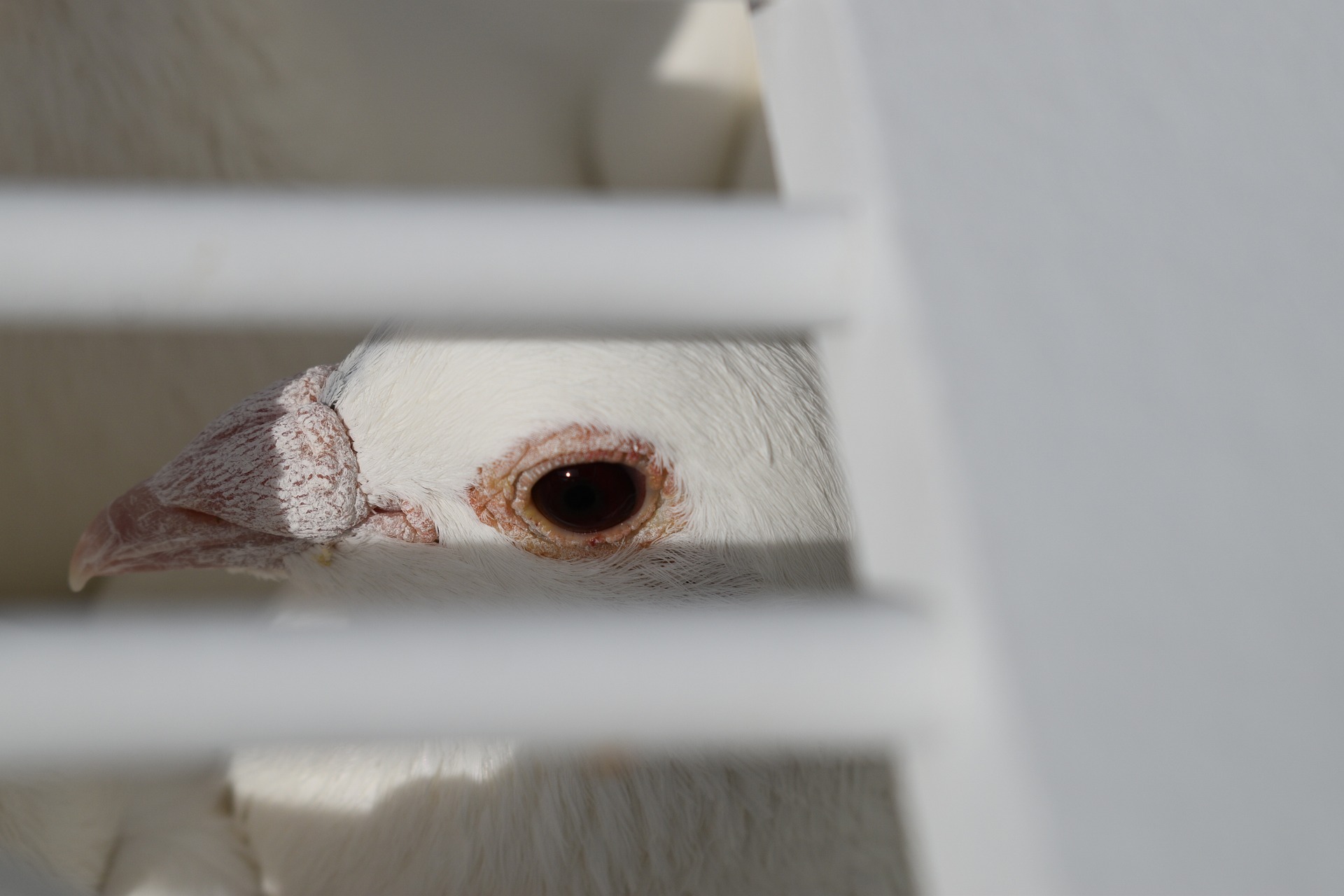 caged white dove