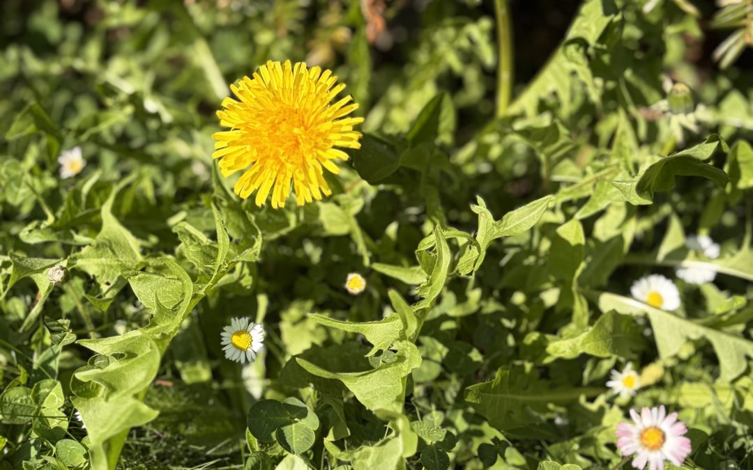 Your weekly poem: ALONE—or no man’s an island?