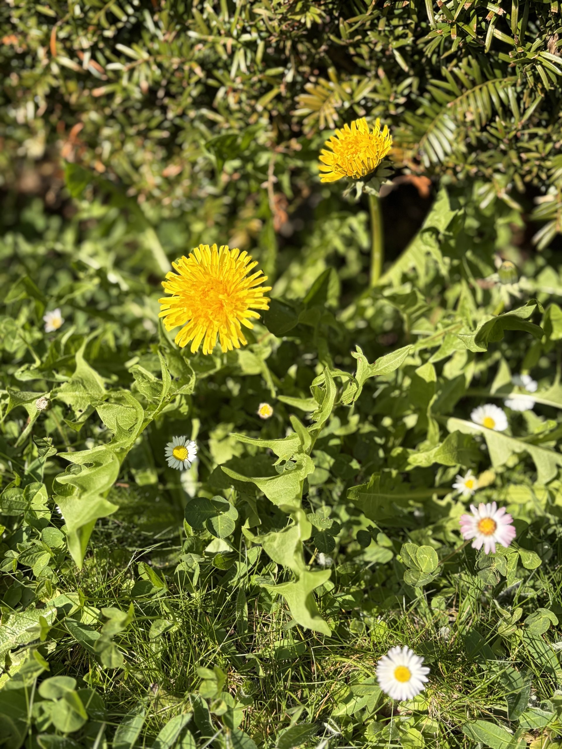 Photo of spring flowers growing in my building’s garden