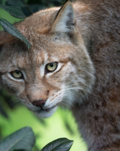 A close-up picture of a bobcat by Gabriele Brancati. Not all movement is visible.